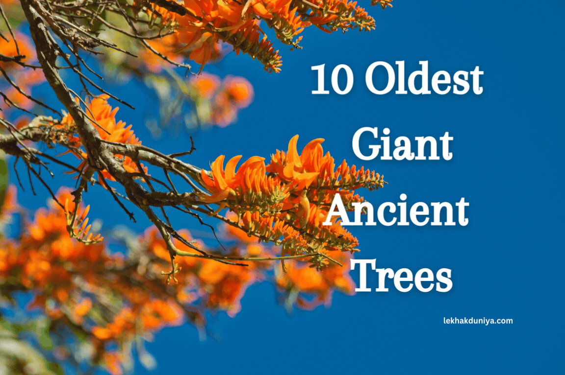 The 10 Oldest (giant ancient tree) Living Things on Earth: Nature’s Timeless Marvels
